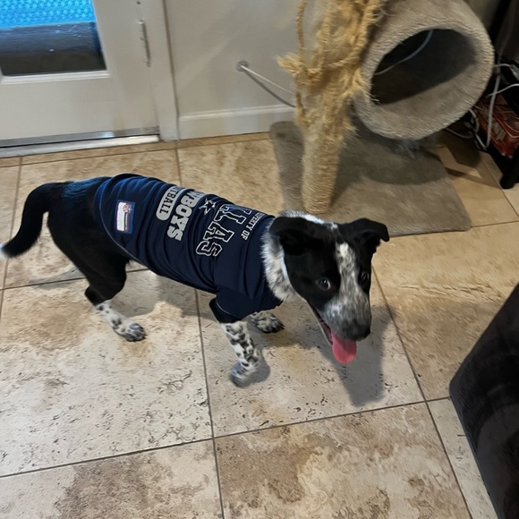Dallas Cowboys T Shirt for Dog - Picture 4 of 4